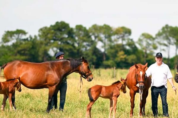 Científicos argentinos logran el nacimiento de cinco caballos genéticamente editados del mundo