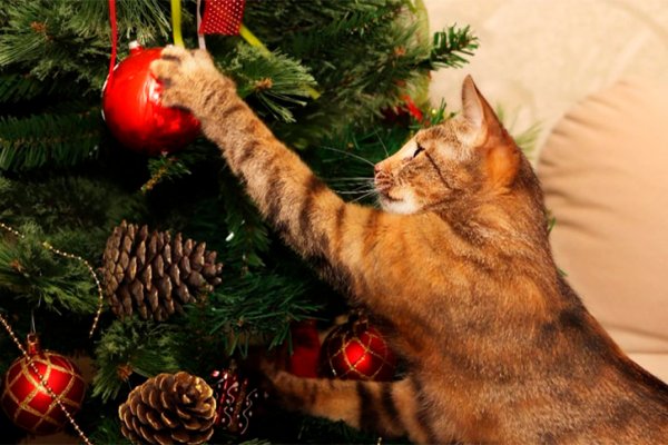 Gatos versus arbolitos de Navidad: ¿cómo proteger al adorno navideño de los “ataques” felinos? 