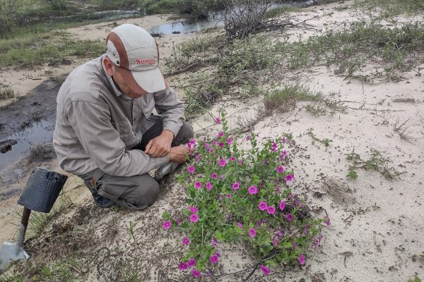 Con 31 especies identificadas, avanza un estudio sobre plantas endémicas de Corrientes