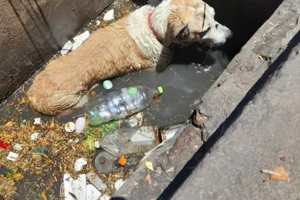 Corrientes: perrito ciego cayó en una boca de tormenta y fue salvado por Bomberos