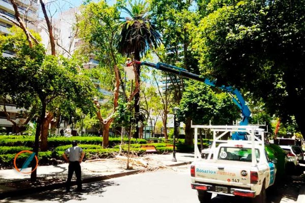 Comenzaron con la extracción de siete árboles secos en Plaza Pringles