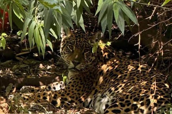 La yaguareté Tania y su cría serán trasladados al Parque Nacional Iberá