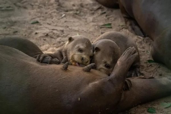 Nacieron dos nuevas camadas de cachorros de nutria gigante en el Iberá