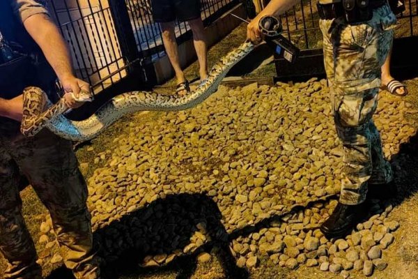 Córdoba: salió al patio de su casa y encontró una serpiente gigante