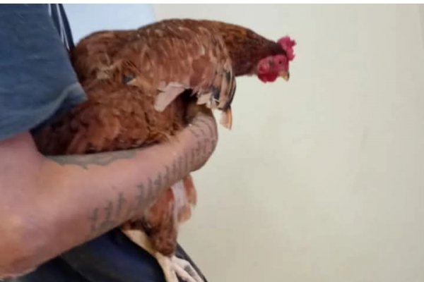 Policía de Corrientes detuvo a un ladrón de gallina