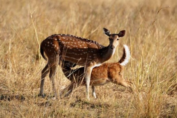 Especies exóticas: “Es descabellado pensar que la caza es la solución al problema que esa misma actividad provocó”