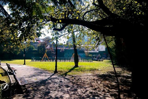 Tras la caída de la añosa mora de la Plaza Bélgica: vecinos de barrio Martin la recuerdan  