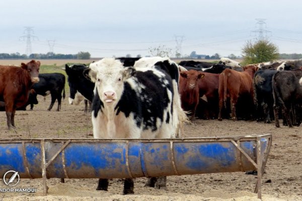 Alerta por fiebre aftosa en Alemania: se suspendieron las importaciones desde el país teutón