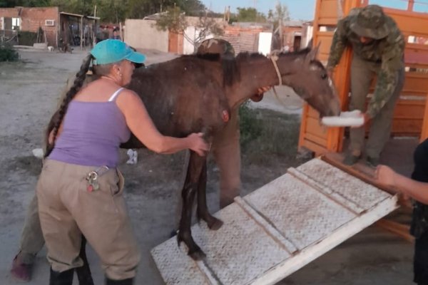 Corrientes: rescataron a un caballo que estaba en estado crítico