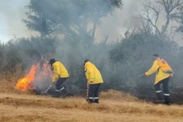 Voraz incendio forestal en Campana afectó al Parque Nacional Ciervo de los Pantanos