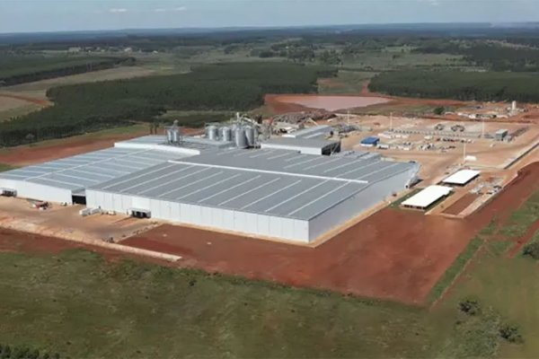 Un gigante de la forestación en Corrientes frenó sus exportaciones