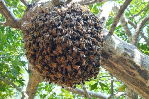 AL BORDE DE LA MUERTE! Niño de 12 años sufrió un shock anafiláctico tras ser atacado por abejas