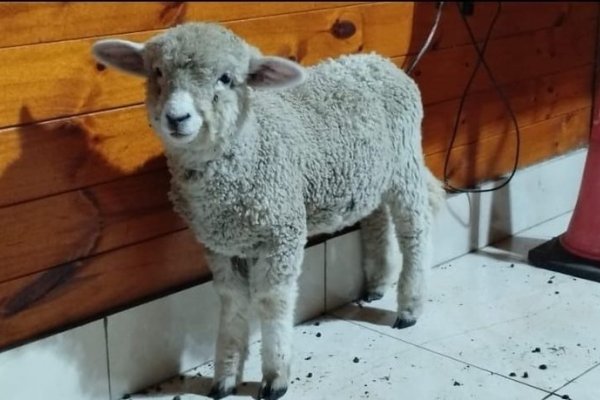 En Mercedes un ganadero defendió sus ovejas a los tiros e hirió a un cuatrero