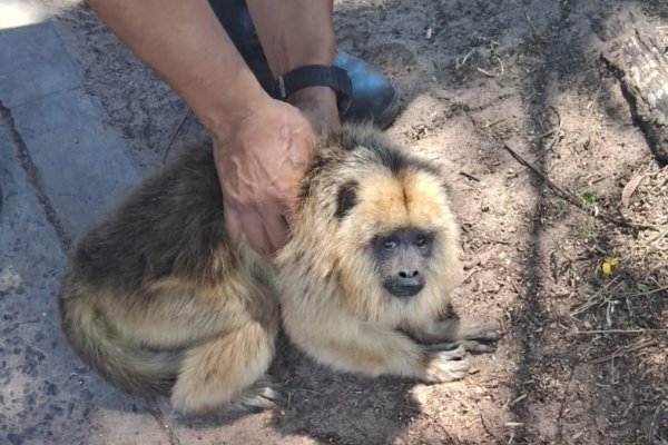 POBRE MONA! Una Carayá herida en la ruta fue asistida por la policía