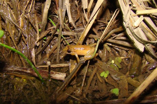 Describen la ecología de la rana trepadora hocicuda enana, una especie común pero de biología desconocida