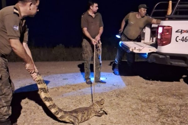 Apareció un yacaré en el patio de una vivienda del interior de Corrientes