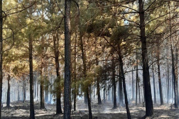 Expertos anticiparon el año pasado sobre los incendios desatados a inicios de 2025 en Corrientes