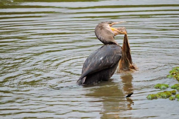 “Del total de contaminación en el río Paraná, el 70% corresponde a plásticos”