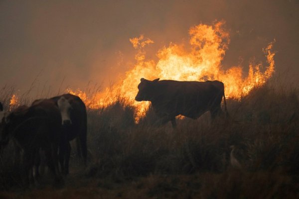 EL DRAMA DE LOS INCENDIOS! Corrientes: “Nueve de cada diez incendios tienen origen humano