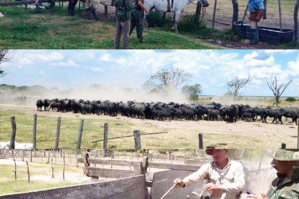 Interior de Corrientes: encuentran a los búfalos que habían sido perdidos