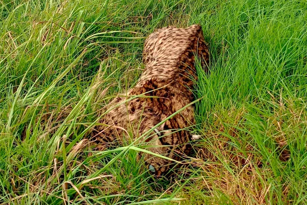 PRECAUCIÓN! Dos gatos montés fueron atropellados entre Corrientes y Entre Ríos