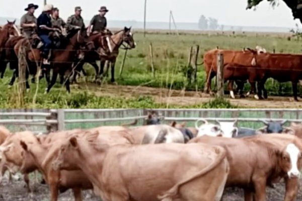 IMPARABLE! La Policía recuperó más animales robados en Corrientes