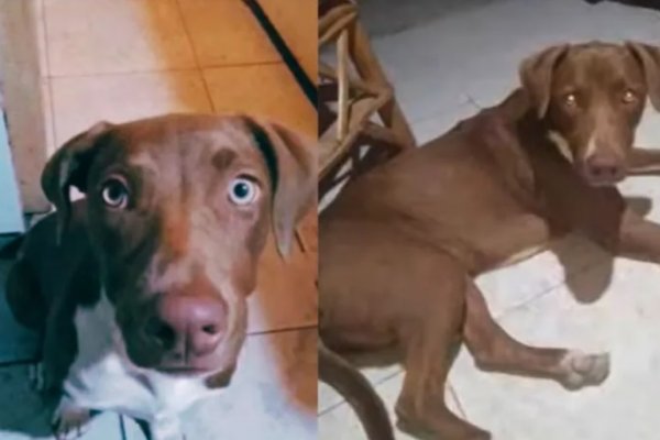 Corrientes: un hombre mató a balazos a una cachorra que jugaba con dos niñas