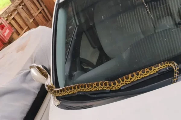 Corrientes: tenía una curiyú en el capot del auto