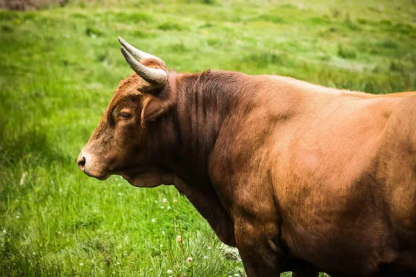 ABIGEATO! Faenaron en Corrientes a un toro de 700 kilos atado a un árbol y huyeron a los tiros