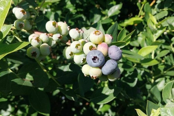 Ingeniero de la UNNE busca optimizar el cultivo de arándanos mediante mejoramiento genético