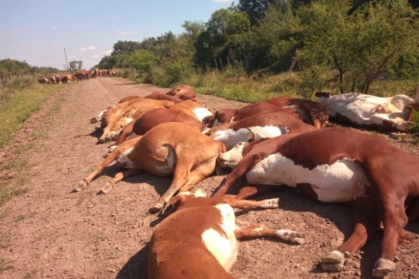 TRAGEDIA EN IMÁGENES! Cayó un cable de la DPEC sobre un grupo de animales en Corrientes