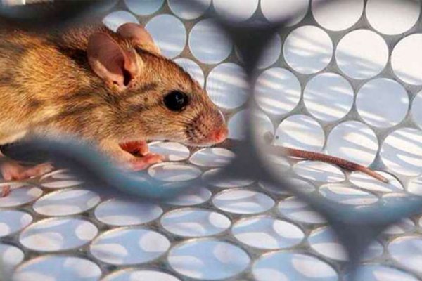 ATENTI! Dos mujeres infectadas con hantavirus mueren en una semana en Argentina