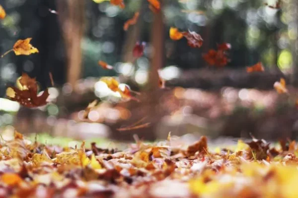 Arrancó el otoño: a qué hora fue el equinoccio en Argentina