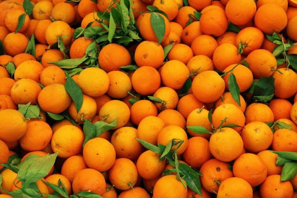 JUGOSA NOTICIA! Monte Caseros quiere pasar de producir 300 mil a 500 mil toneladas de naranjas